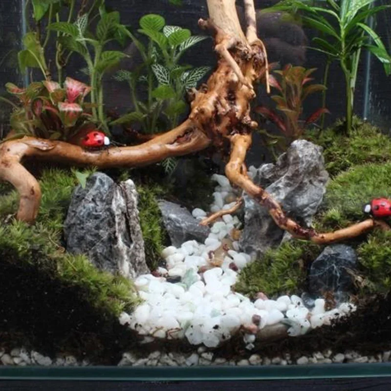 Natural Tree Trunk Driftwood A - Planted Aquarium With Driftwood recension och pris
