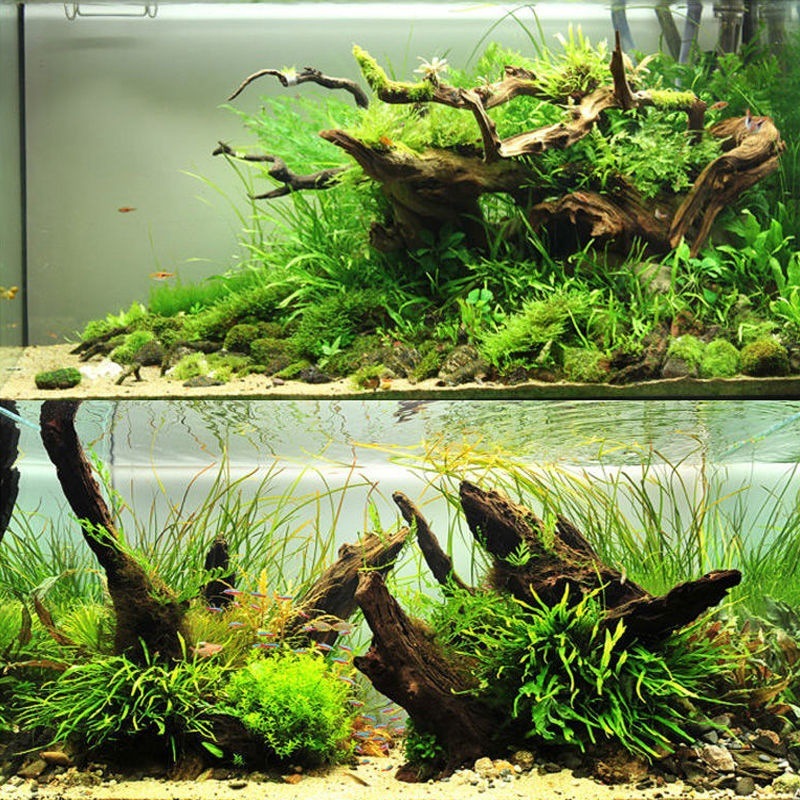 Natural Driftwood Aquarium Mos - Planted Aquarium With Driftwood recension och pris