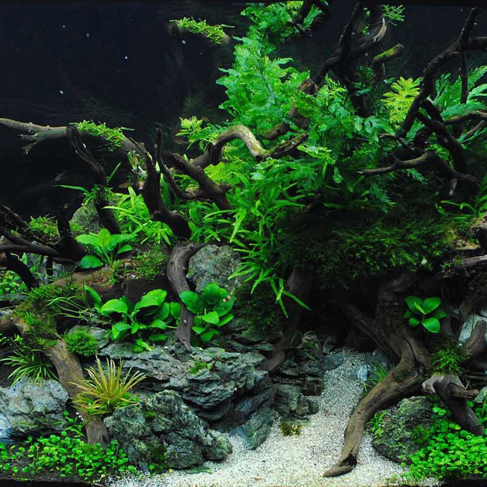 1 Pcs Wood Reptile Fish Tank O - Planted Aquarium With Driftwood recension och pris