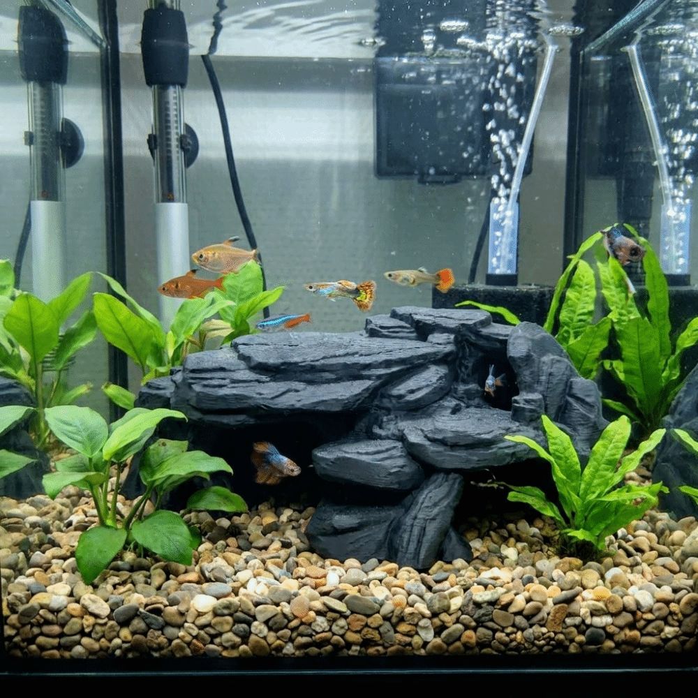 3D Printing Fish Tank Rockery  - Aquarium Planted Seeds recension och pris