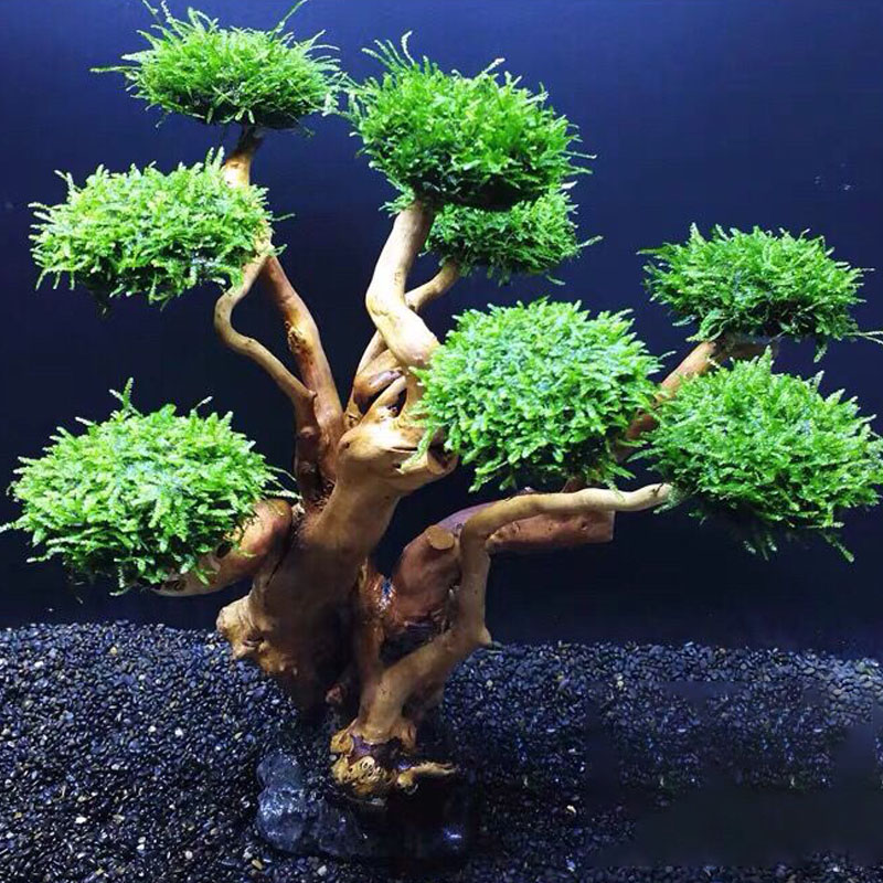 Fish tank greening wood frame  - Planted Aquarium With Driftwood recension och pris