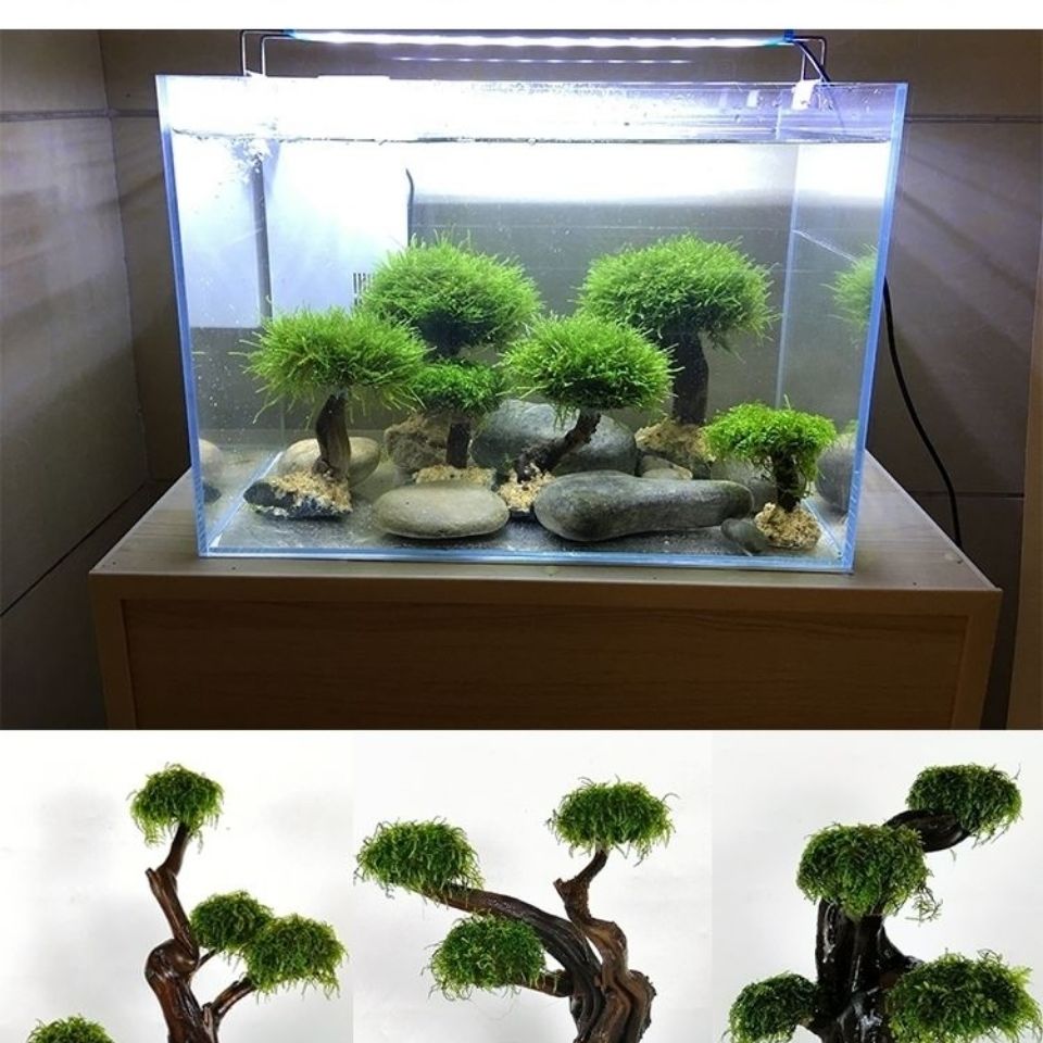 Fish tank greening wood frame  - Planted Aquarium With Driftwood recension och pris