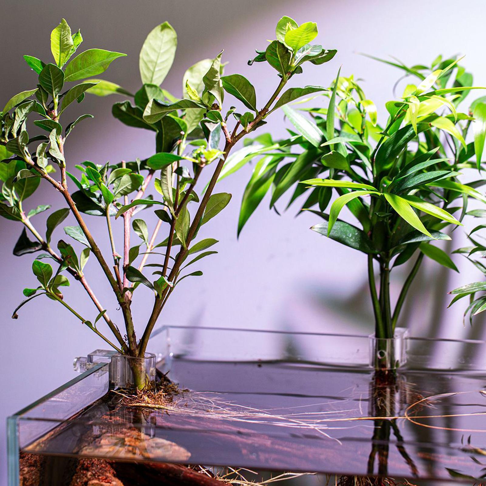 Plant Holder For Aquarium 6 Pi - Aquarium Plant Diseases recension och pris