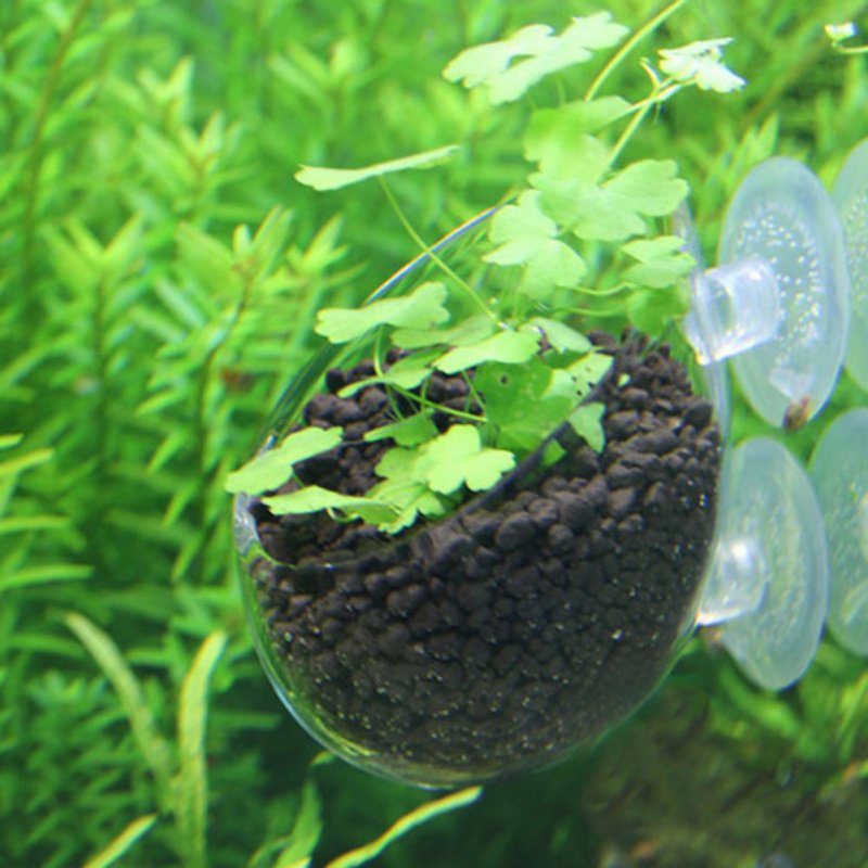 Aquarium Hanging Plant Pot Gla - Aquarium Planted Seeds recension och pris