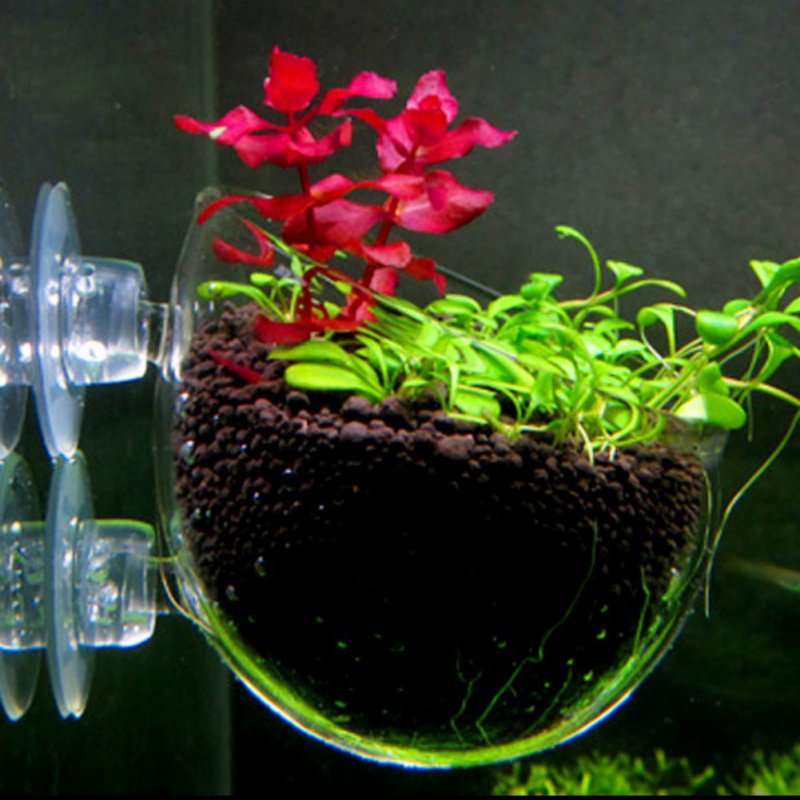 Aquarium Hanging Plant Pot Gla - Aquarium Planted Seeds recension och pris