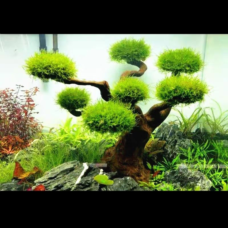 Aquarium Decoration Moss Drift - Planted Aquarium With Driftwood recension och pris