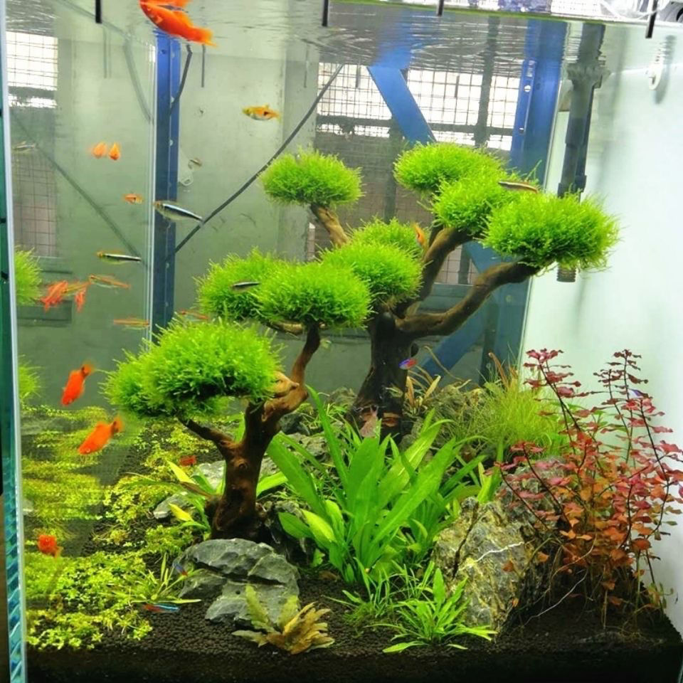 Aquarium Decoration Moss Drift - Planted Aquarium With Driftwood recension och pris